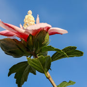 frilandshibiskus 'Hamabo'