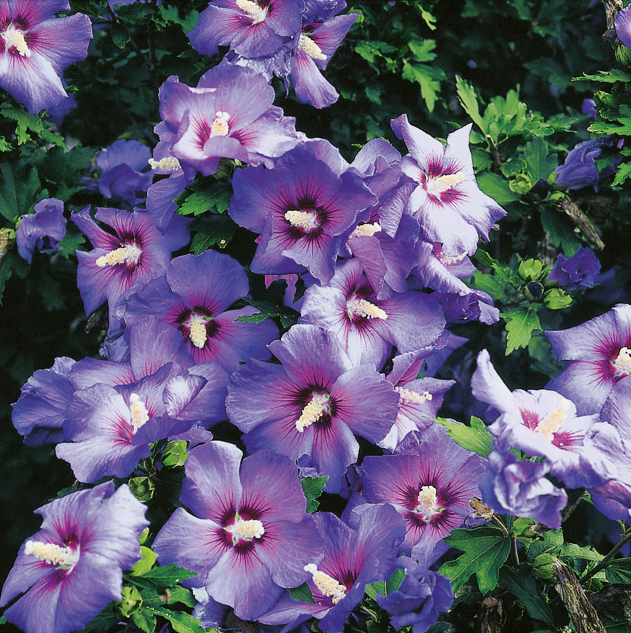 frilandshibiskus 'Oiseau Bleu'