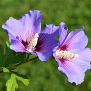 frilandshibiskus 'Oiseau Bleu'