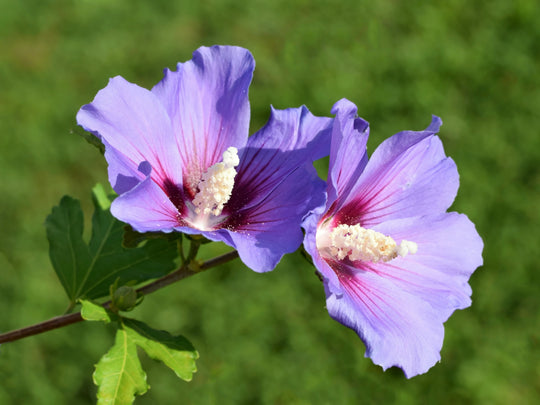 frilandshibiskus 'Oiseau Bleu'