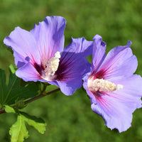 frilandshibiskus 'Oiseau Bleu'