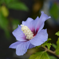frilandshibiskus 'Oiseau Bleu'