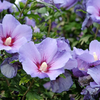 frilandshibiskus 'Oiseau Bleu'