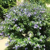 frilandshibiskus 'Oiseau Bleu'