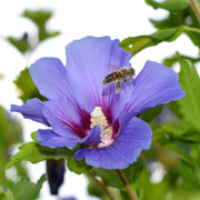 frilandshibiskus 'Oiseau Bleu'