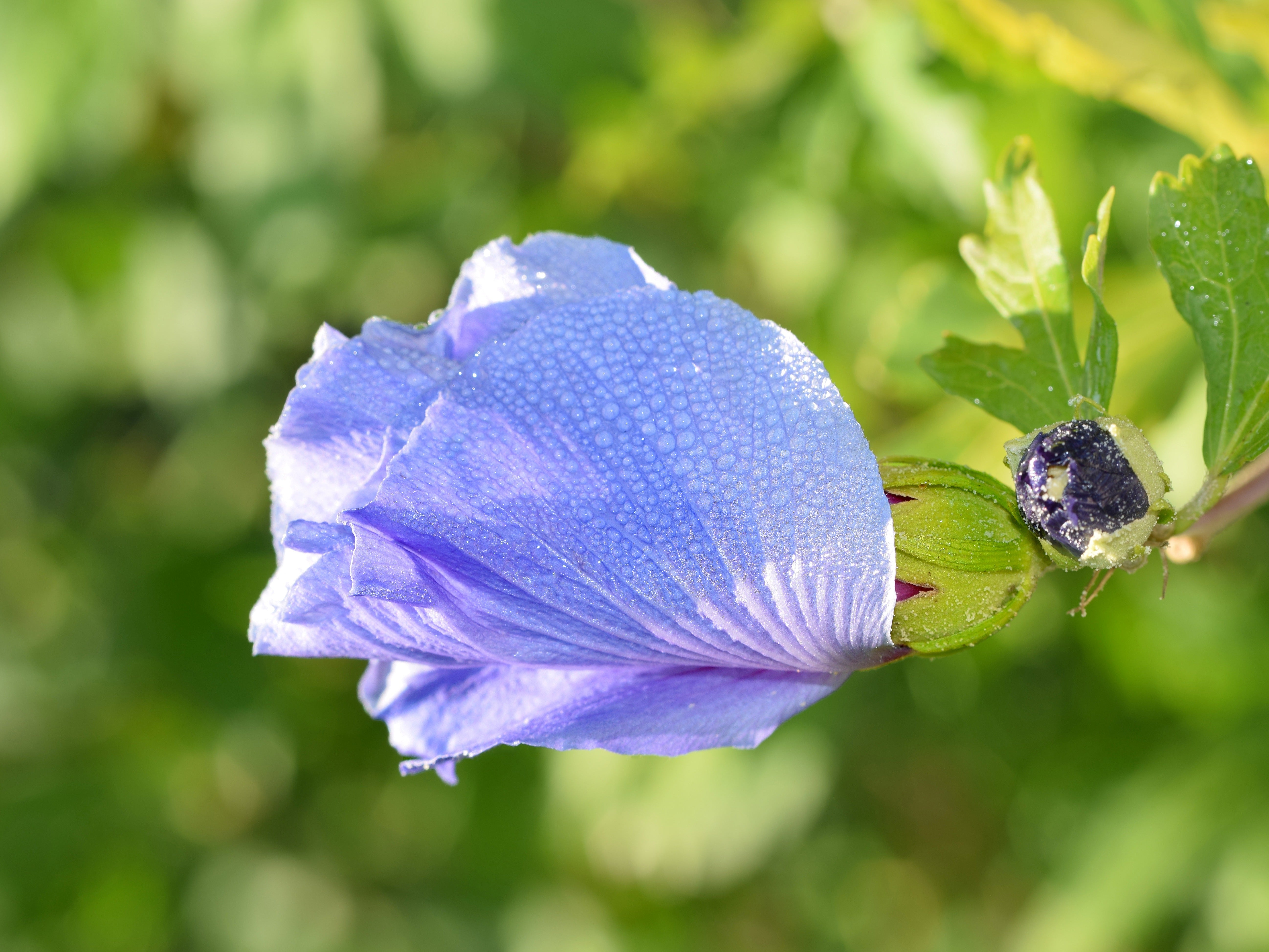 frilandshibiskus 'Oiseau Bleu'
