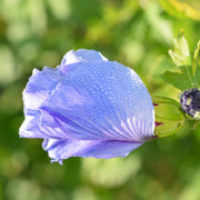 frilandshibiskus 'Oiseau Bleu'