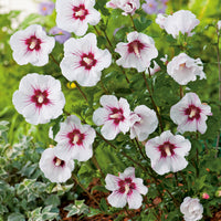 frilandshibiskus 'Red Heart'