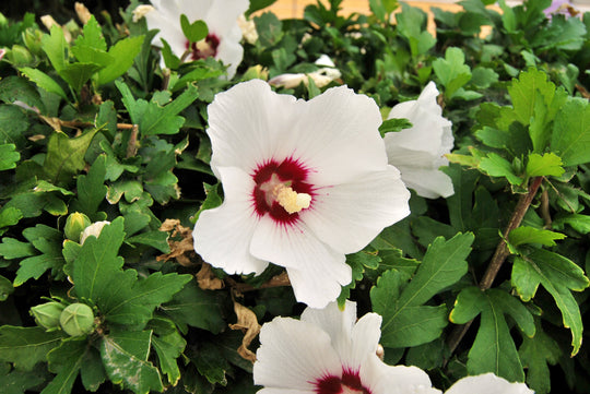 frilandshibiskus 'Red Heart'