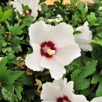 frilandshibiskus 'Red Heart'