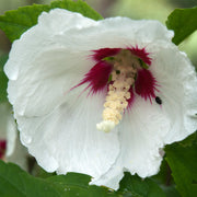 frilandshibiskus 'Red Heart'