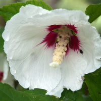 frilandshibiskus 'Red Heart'