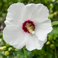frilandshibiskus 'Red Heart'