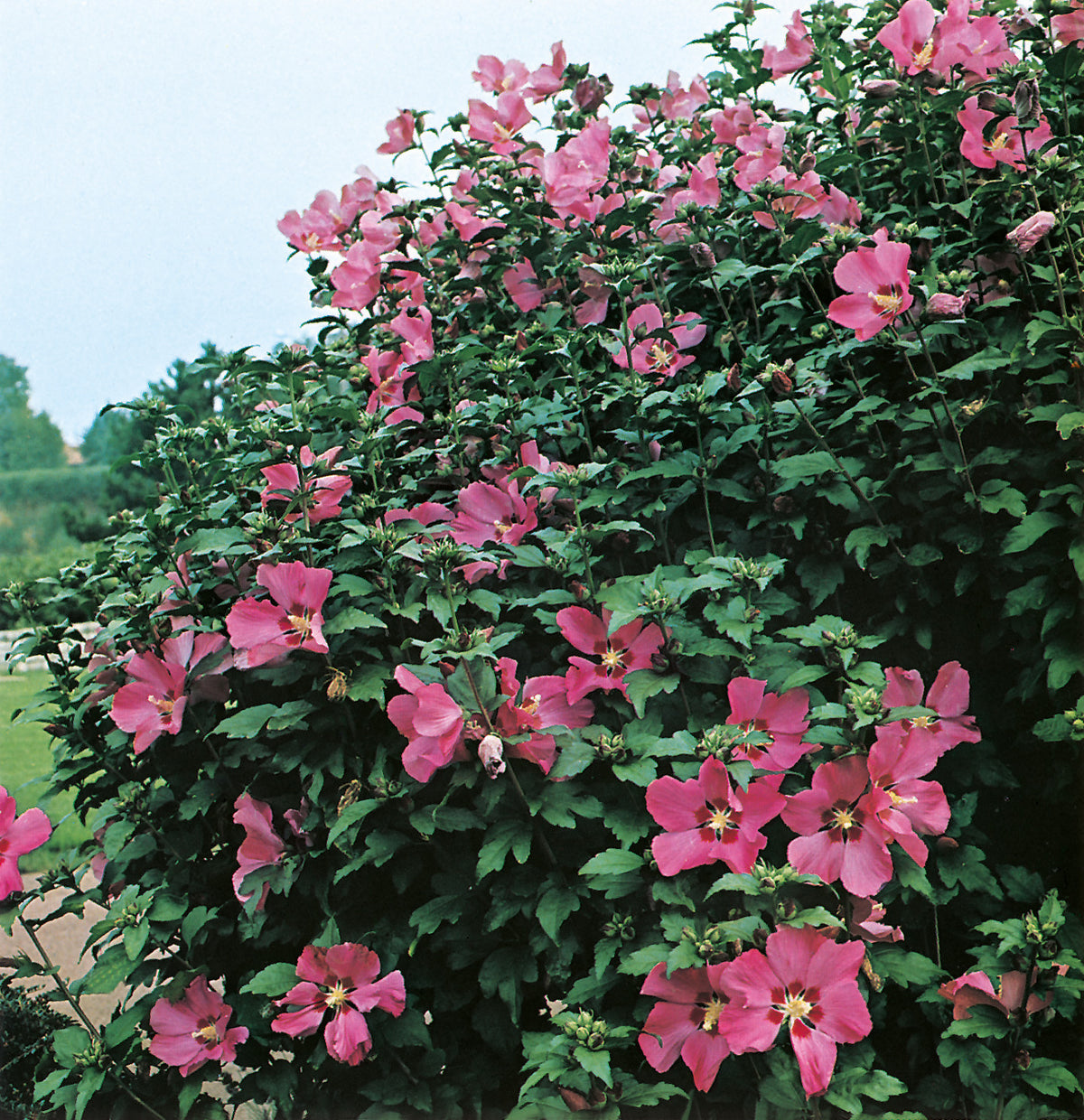 frilandshibiskus 'Woodbridge'