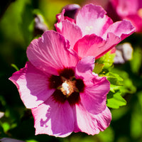 frilandshibiskus 'Woodbridge'