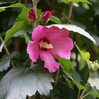 frilandshibiskus 'Woodbridge'