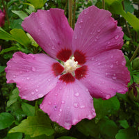 frilandshibiskus 'Woodbridge'