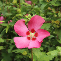 frilandshibiskus 'Woodbridge'