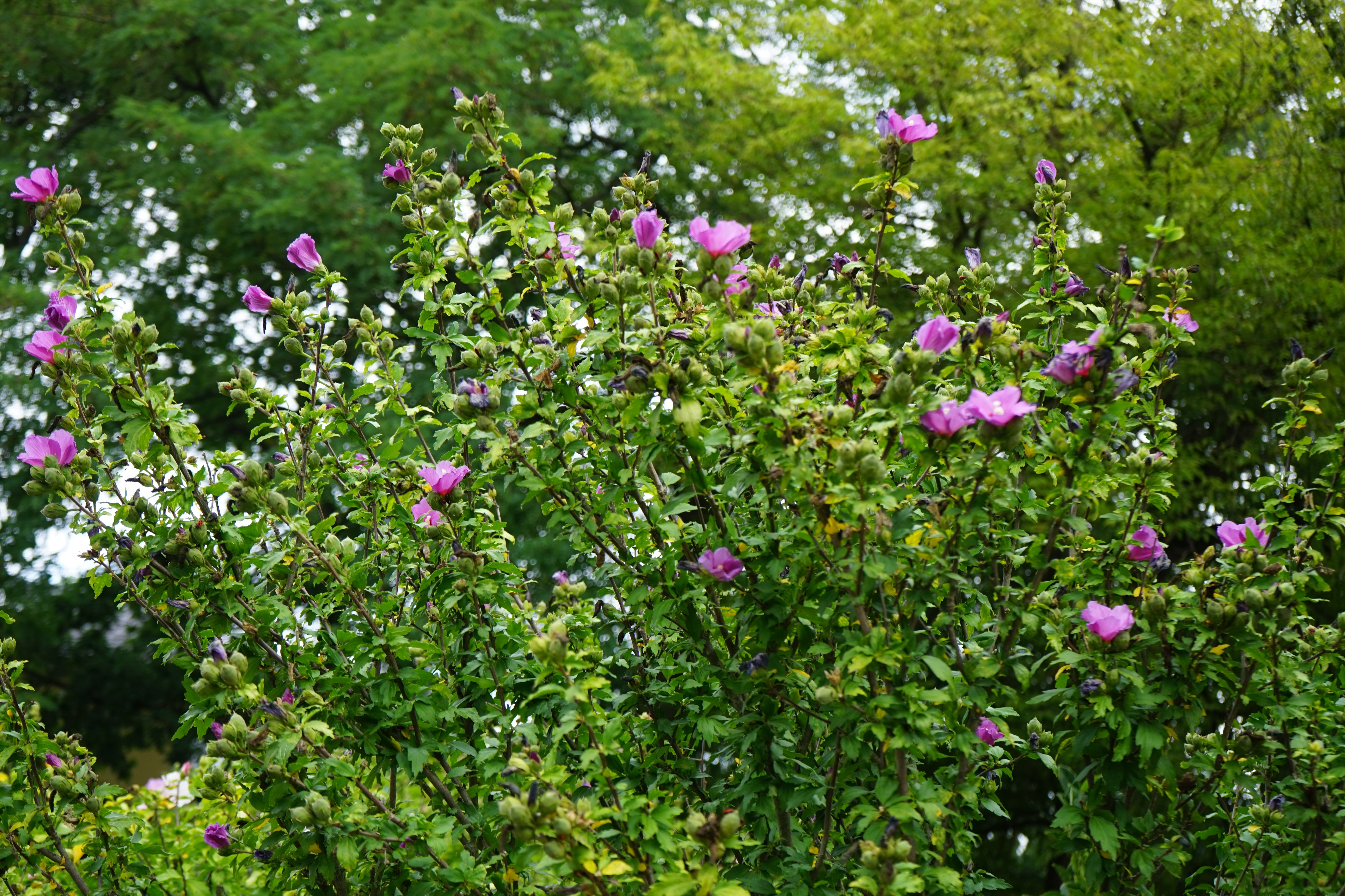 frilandshibiskus 'Woodbridge'