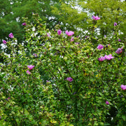 frilandshibiskus 'Woodbridge'