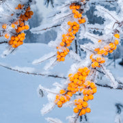 havtorn BALSGÅRD LOTTA® E ('BHi32415hona')
