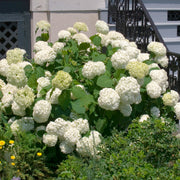 vidjehortensia 'Annabelle'