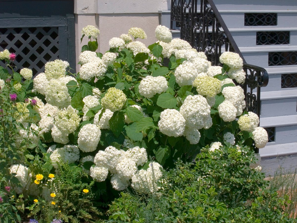 vidjehortensia 'Annabelle'