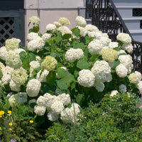 vidjehortensia 'Annabelle'