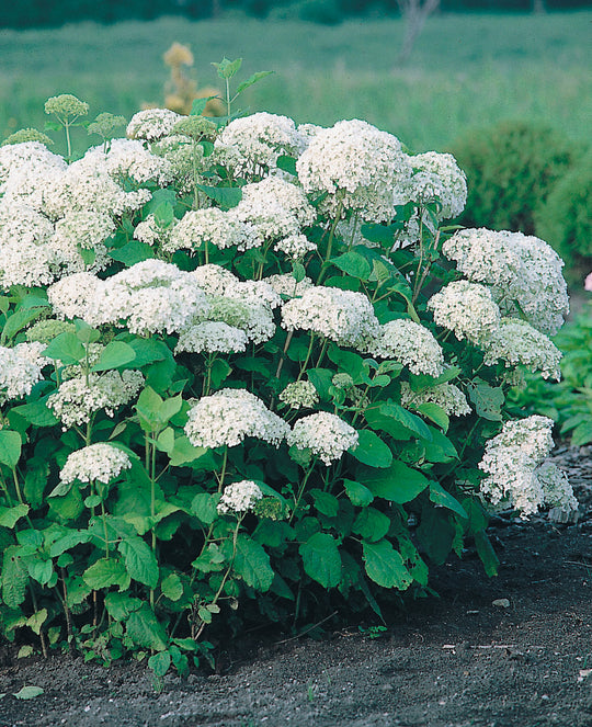 vidjehortensia 'Annabelle'