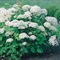 vidjehortensia 'Annabelle'