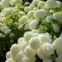 vidjehortensia 'Annabelle'