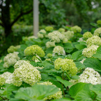vidjehortensia 'Annabelle'