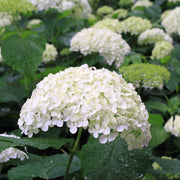 vidjehortensia 'Annabelle'