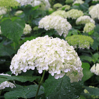 vidjehortensia 'Annabelle'