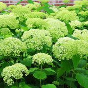 vidjehortensia 'Annabelle'