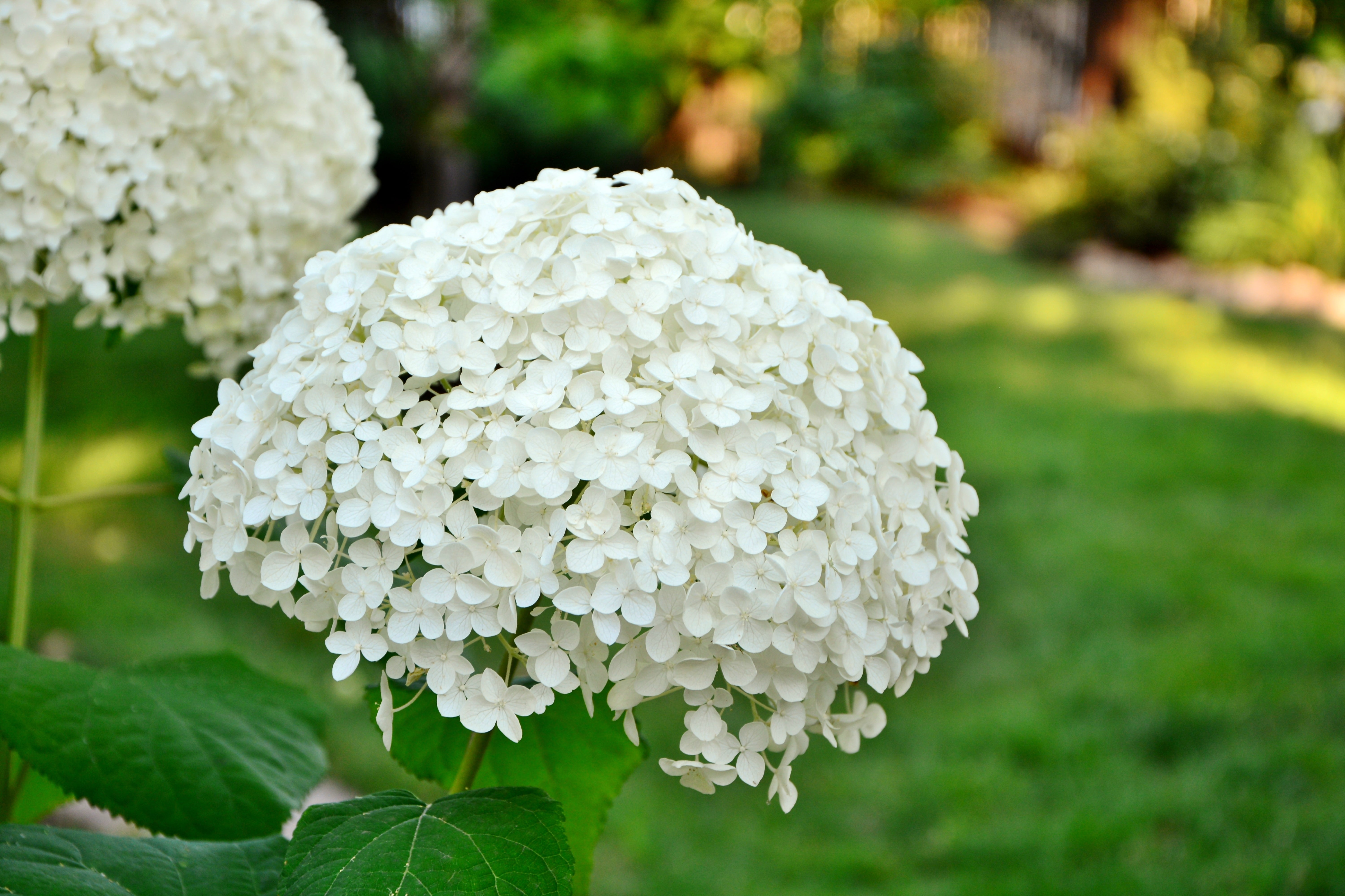 vidjehortensia 'Annabelle'