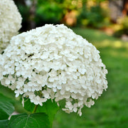 vidjehortensia 'Annabelle'