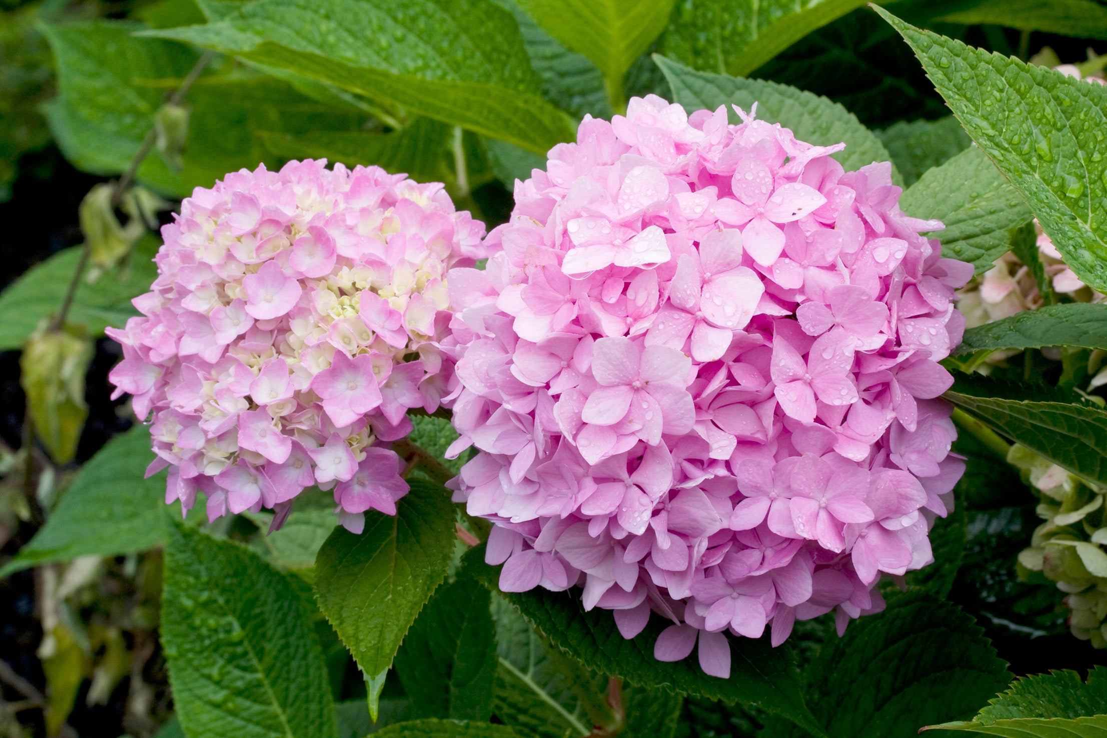 hortensia THE ORIGINAL ('Bailmer')