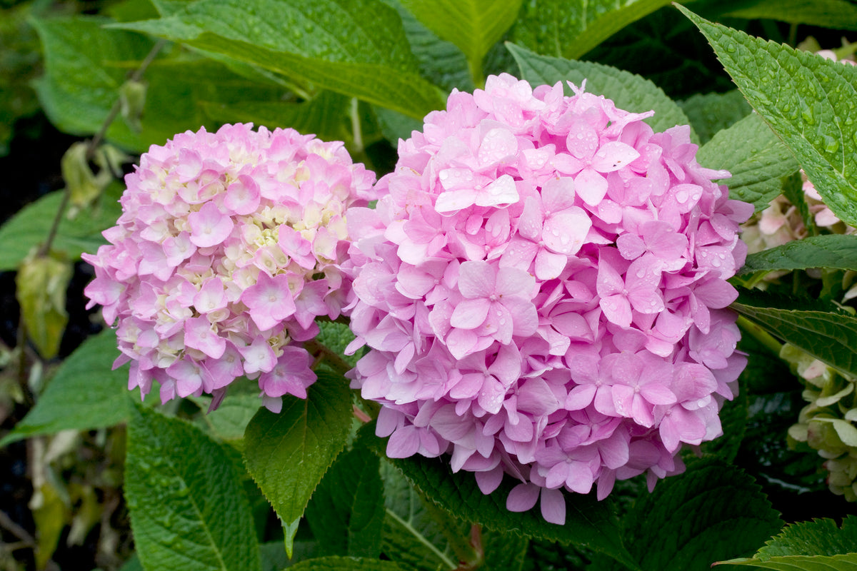 hortensia THE ORIGINAL ('Bailmer')