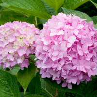 hortensia THE ORIGINAL ('Bailmer')