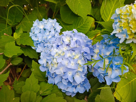 hortensia THE ORIGINAL ('Bailmer')