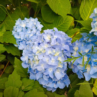 hortensia THE ORIGINAL ('Bailmer')