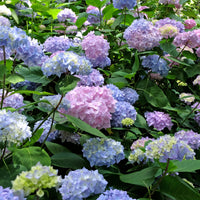 hortensia THE ORIGINAL ('Bailmer')