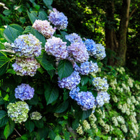 hortensia THE ORIGINAL ('Bailmer')