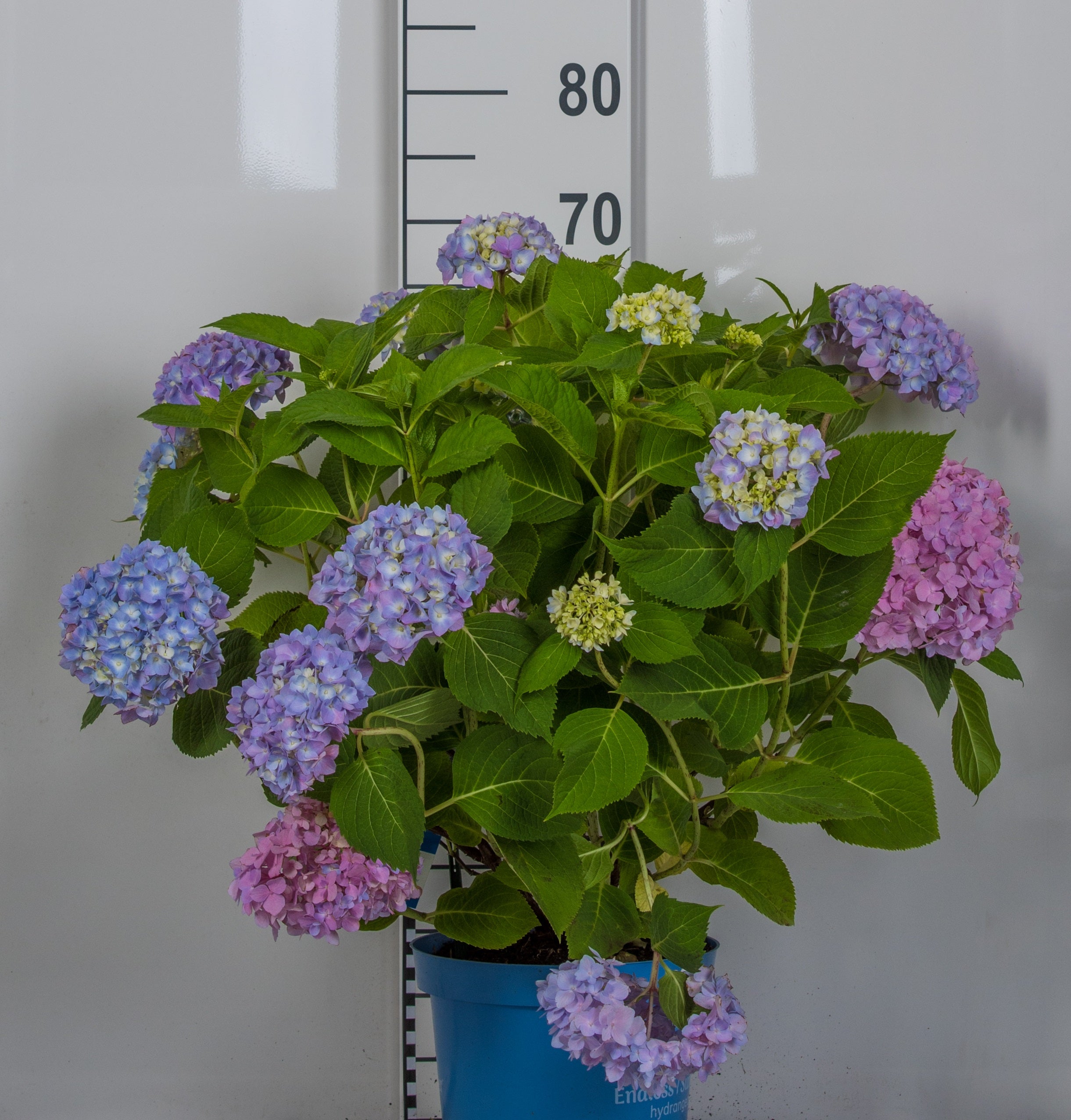hortensia THE ORIGINAL ('Bailmer')