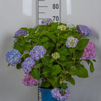 hortensia THE ORIGINAL ('Bailmer')