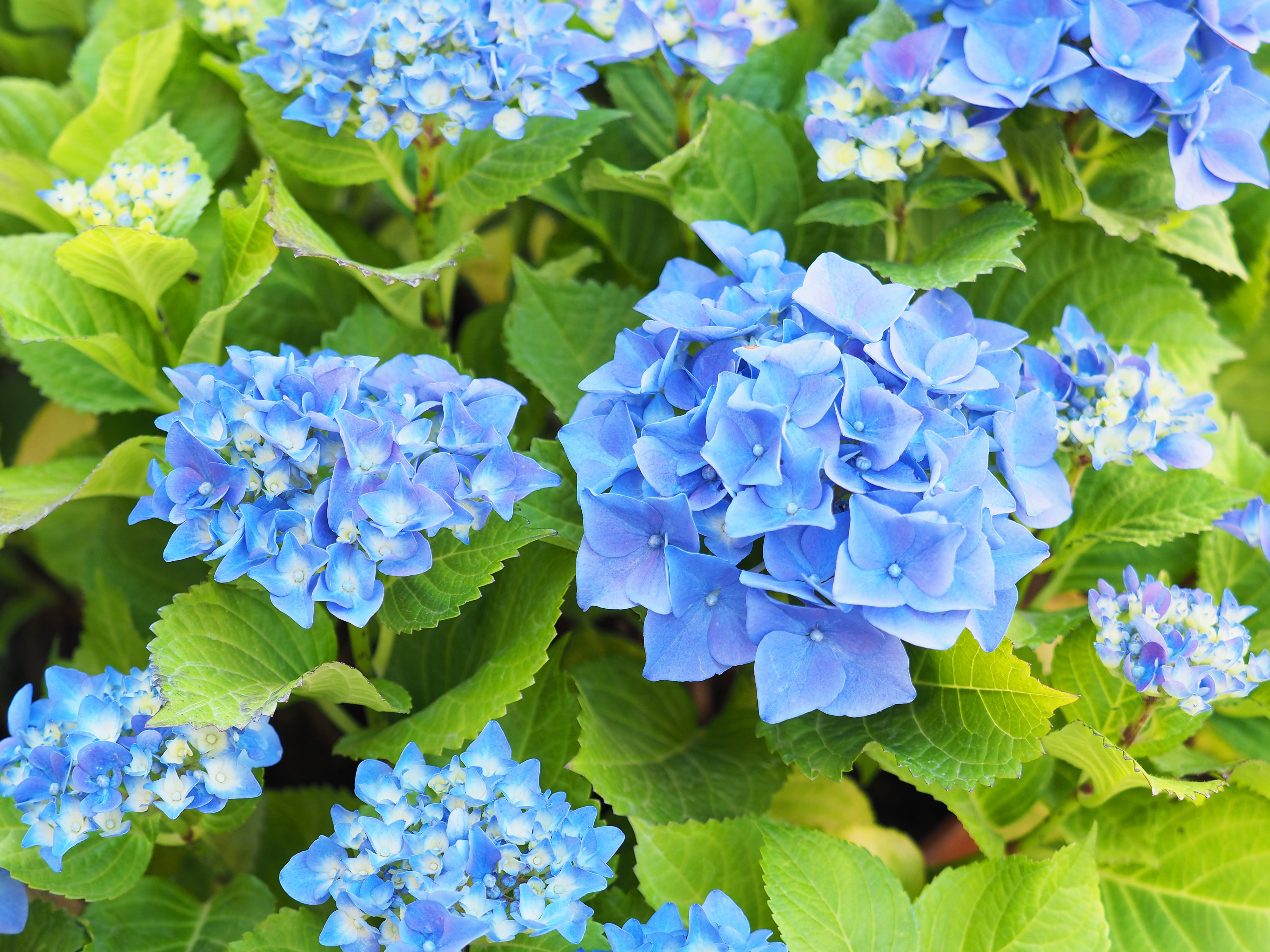 hortensia 'Nikko Blue'