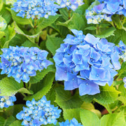 hortensia 'Nikko Blue'