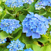 hortensia 'Nikko Blue'