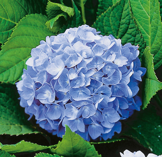 hortensia 'Nikko Blue'
